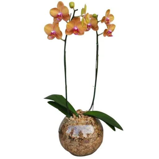 ORQUIDEA PHALEANOPSIS PECERA III